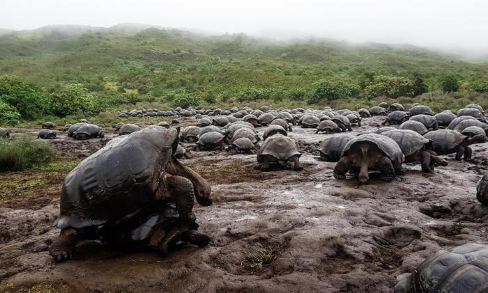 La población de tortugas gigantes en el volcán Alcedo, de la isla Isabela, es la más grande de todas.