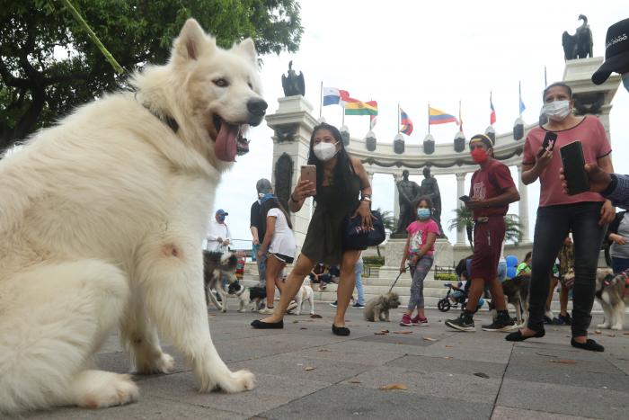 Lobos perros