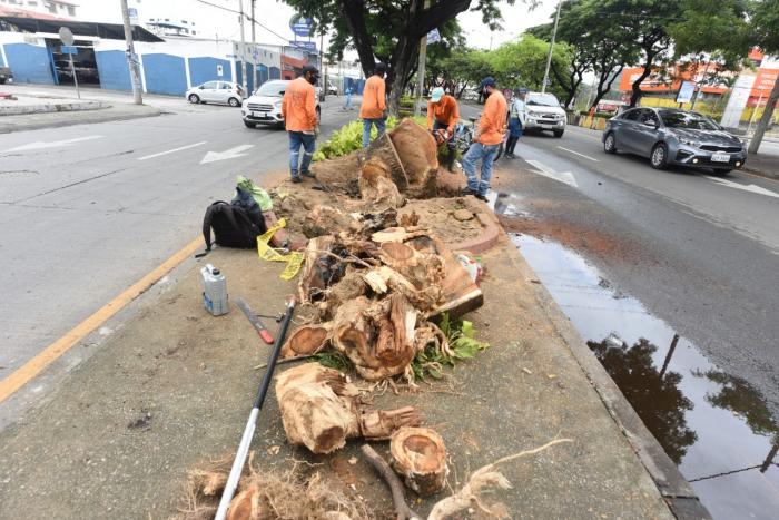 ARBOL CAIDO 9