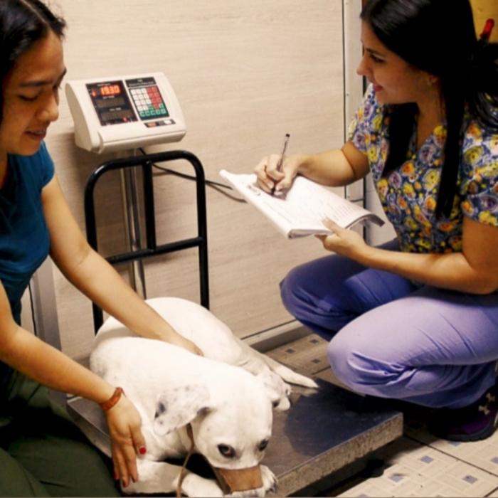 Veterinario