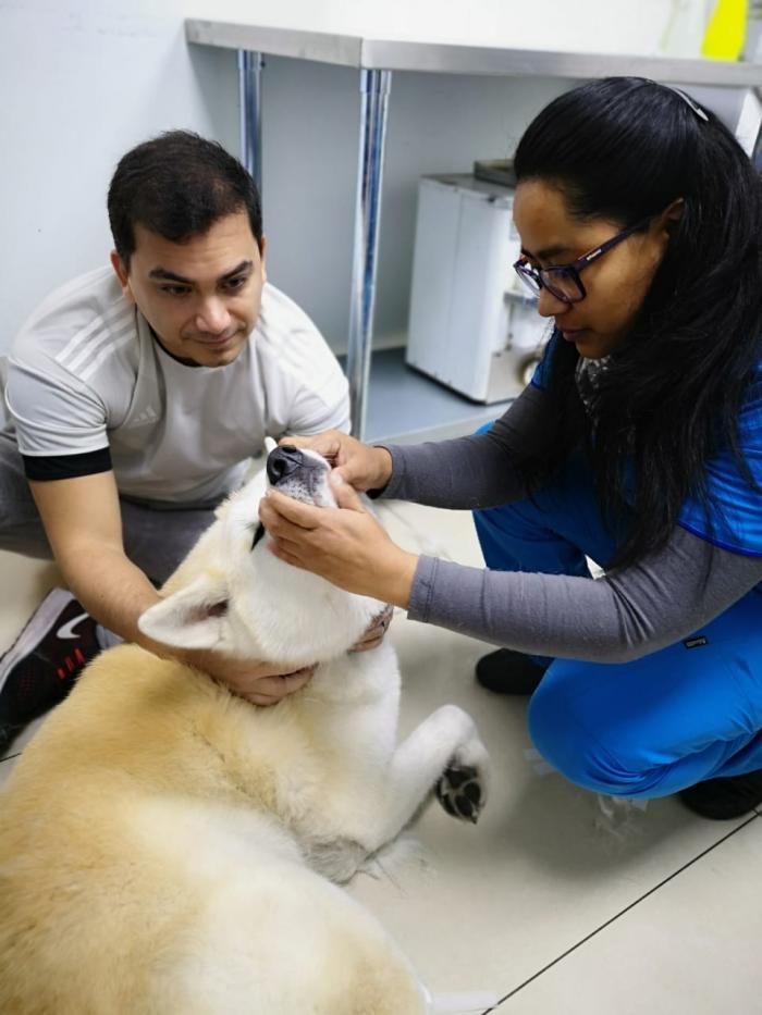 Veterinario