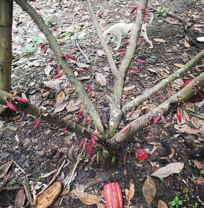 Cacao