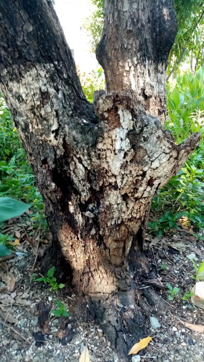 árbol