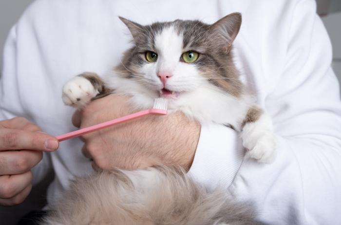 gato