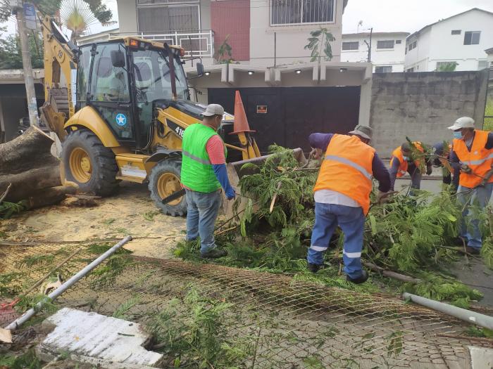 arbol caido2
