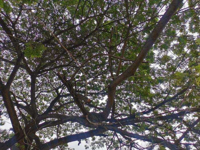 Los árboles de la zona están afectados con pulgón.