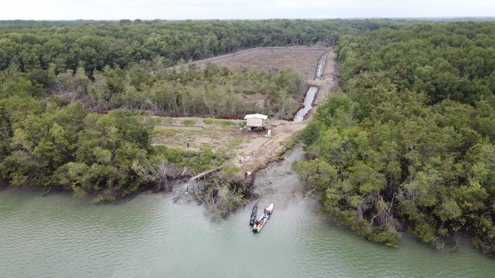 tala de manglar