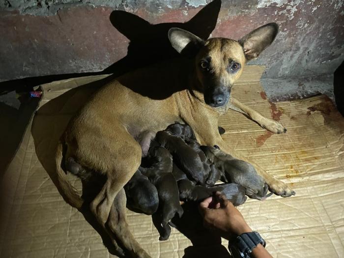 Perro