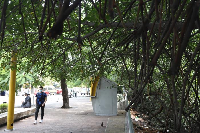 Algunas zonas urbanas preservan el manglar. Otras, como el suburbio o Urdesa, lo echaron completa o parcialmente.