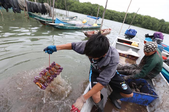 Un cangrejero muestra un atado del crustáceo en el Golfo de Guayaquil.