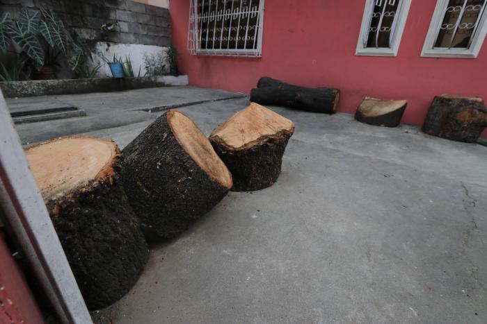 Otra de las imágenes de uno de los árboles que se talaron. Estaban en el exterior de las casas.