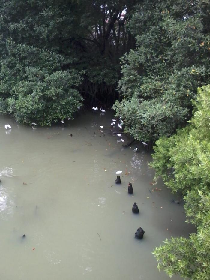 pajaros