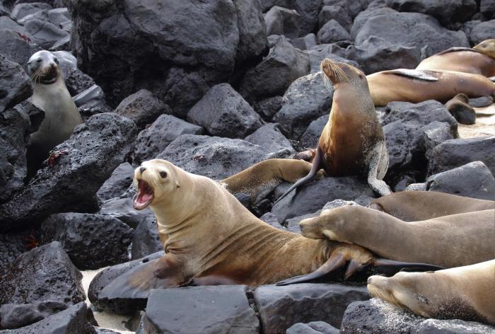 Lobos marinos