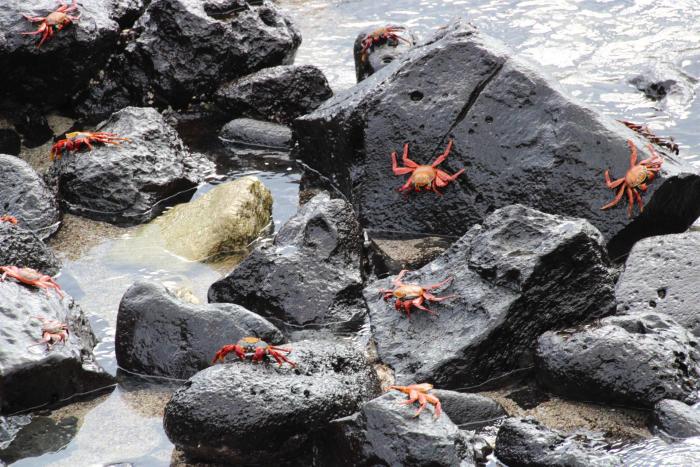 Galápagos