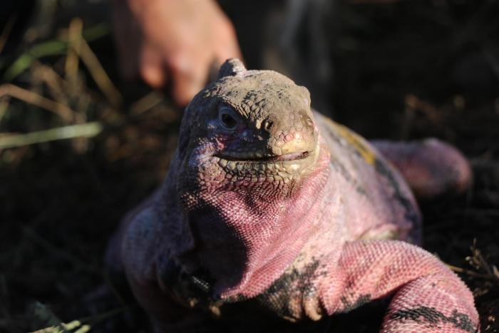 Iguana Rosada