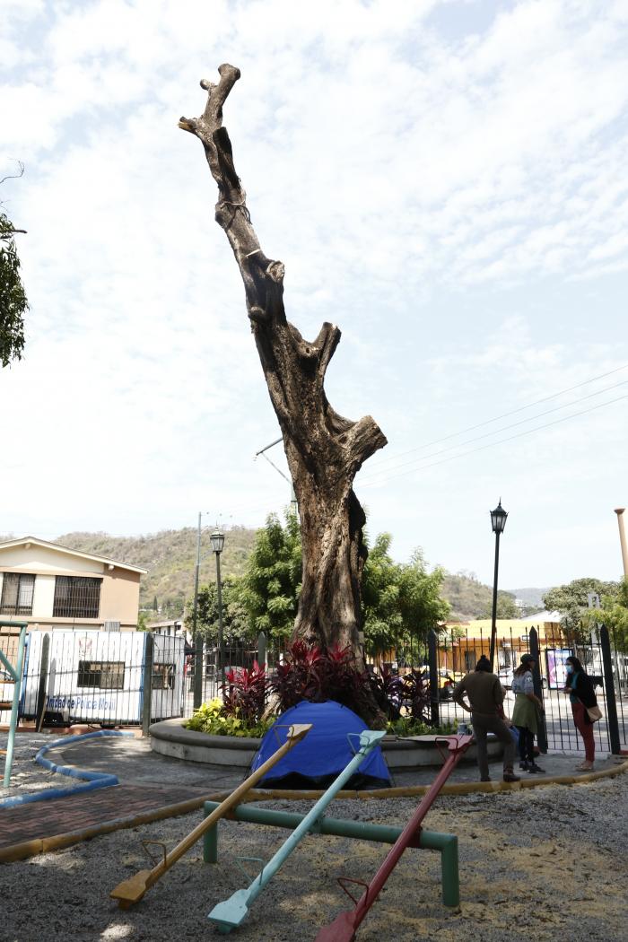 TALA DE ARBOL (6959720)