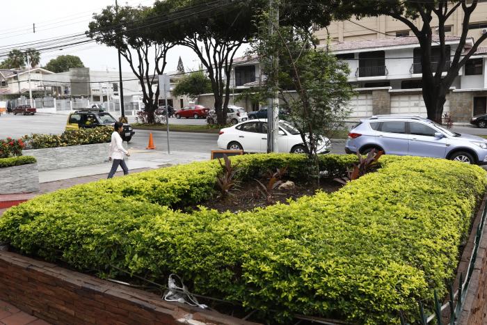 ARBOLES QUE HAN SIDO P (6967097)