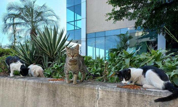 Animales