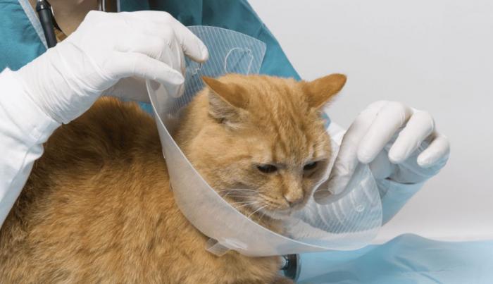 Esterilización
