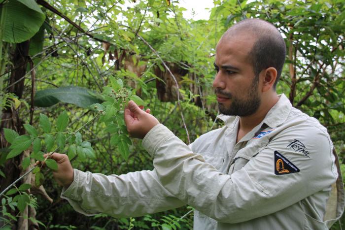 Mora - Galápagos