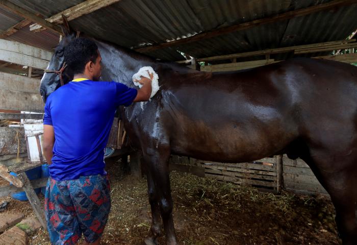 Caballos