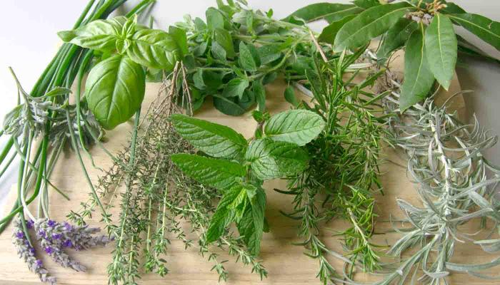 Hierbas aromáticas