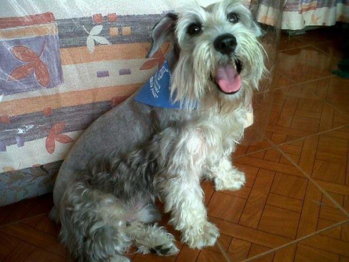 Mascota