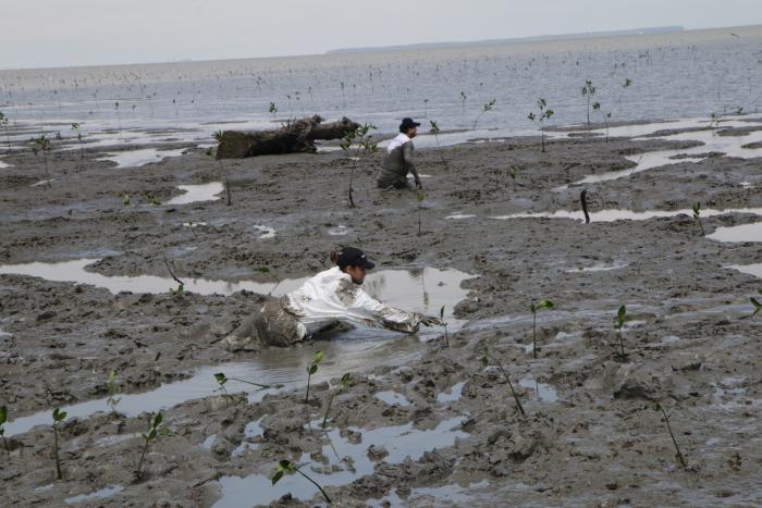 REFORESTACION DE MANGL (7087077)