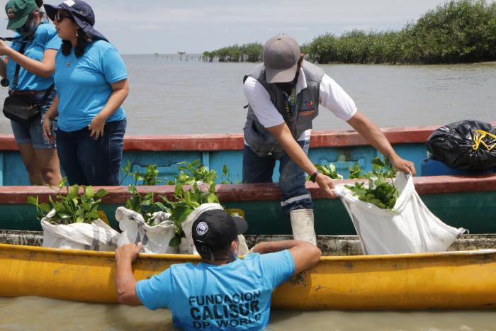 REFORESTACION DE MANGL (7087075)
