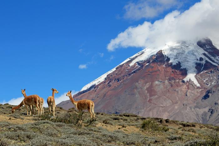 Reserva de Producción de Fauna Chimborazo