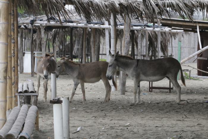burros