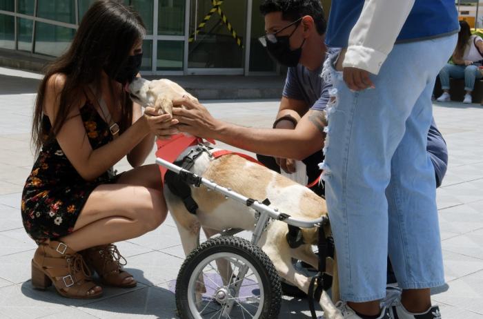 FERIA DE PERROS 17