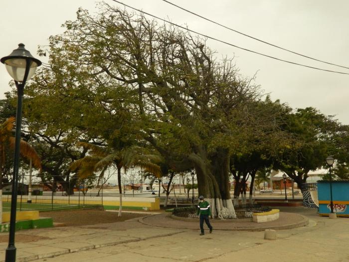 árboles Playas