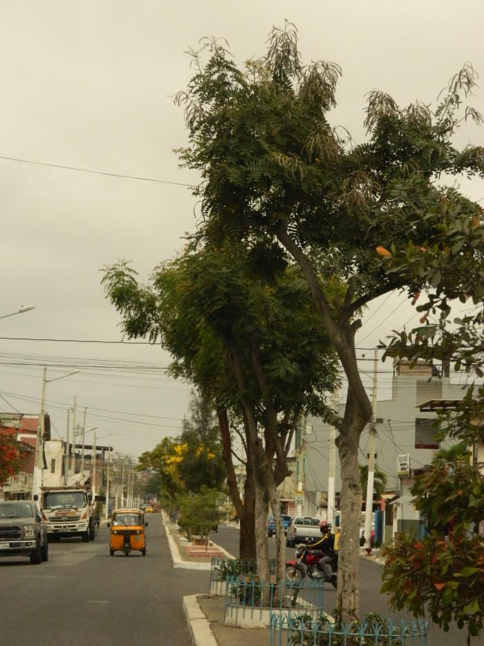 Arboles sembrados por la comunidad en la avenida Pedro Menendez Gilbert