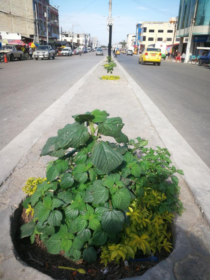 Inicio de plantacion de arboles en la avenida 15 de Agosto por el municipio