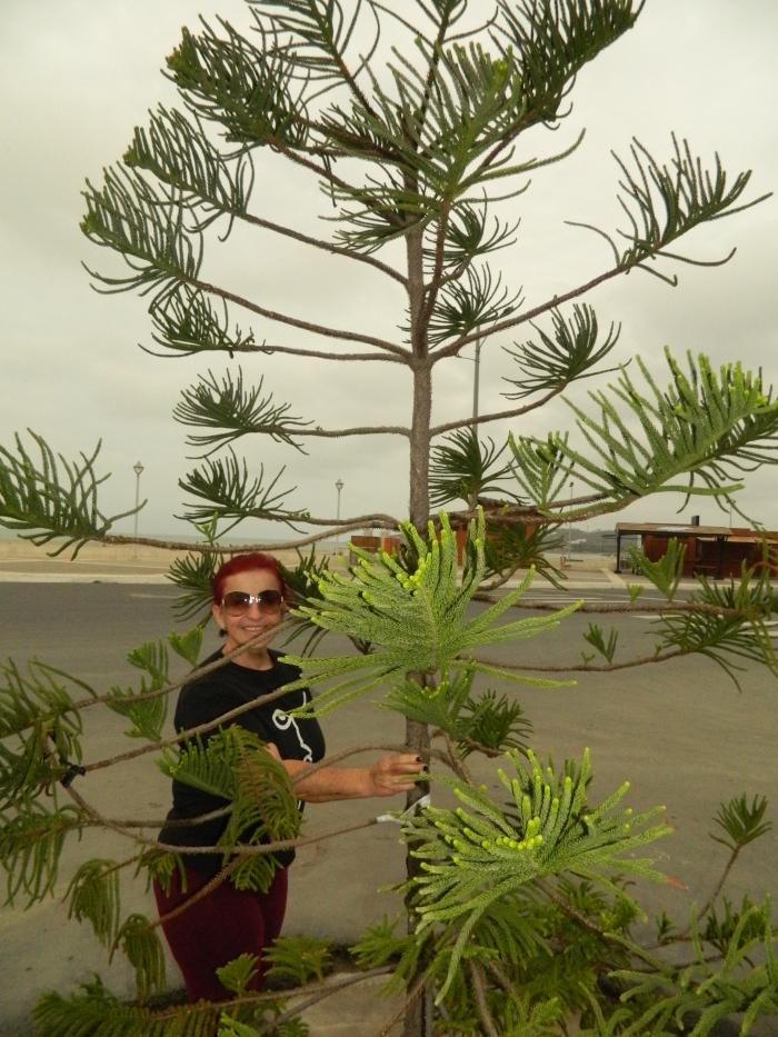 Noris Bravo, siembra arboles ornamentales en el malecon.