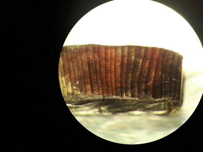 La datación por radiocarbono de artefactos de madera, descubiertos en un yacimiento arqueológico de Terranova, Canadá, revela lo que puede ser el registro más antiguo conocido de humanos cruzando de Europa a América. Imagen de microscopio de uno de estos