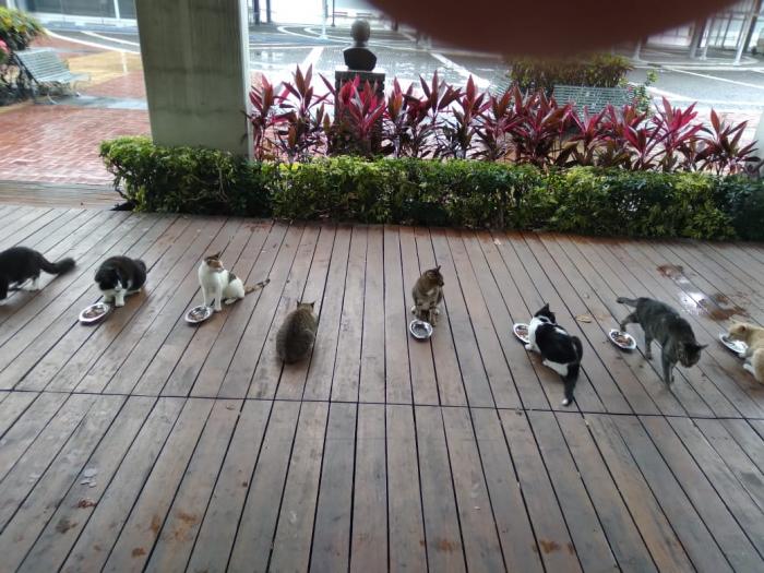 Los gatitos se alimentan dos veces al día.