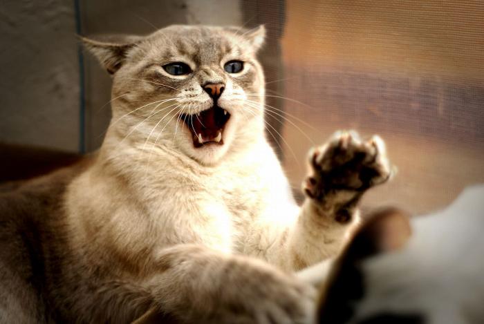 gato