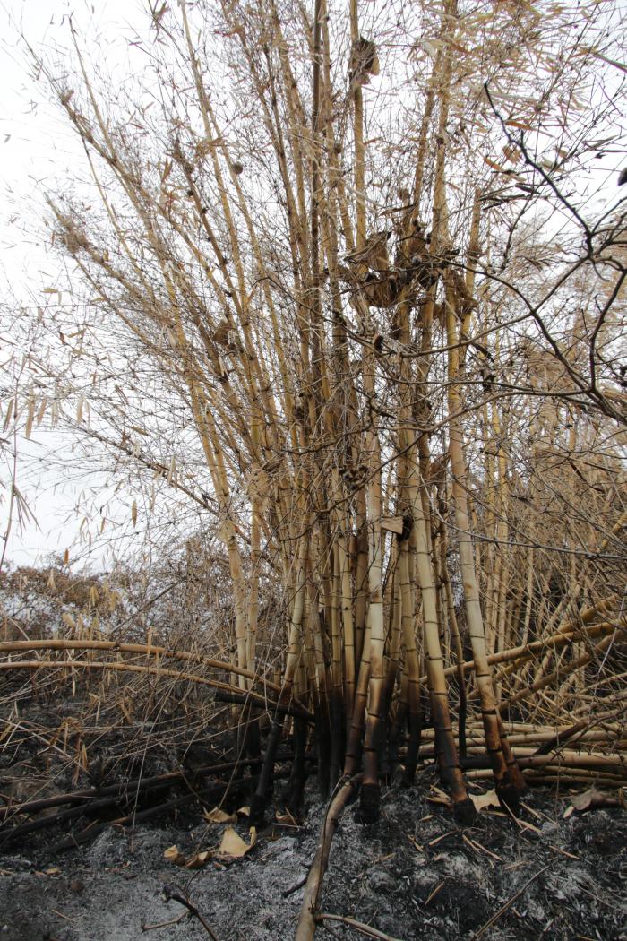 incendio forestal