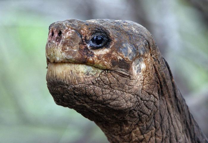 TORTUGA (3258472)
