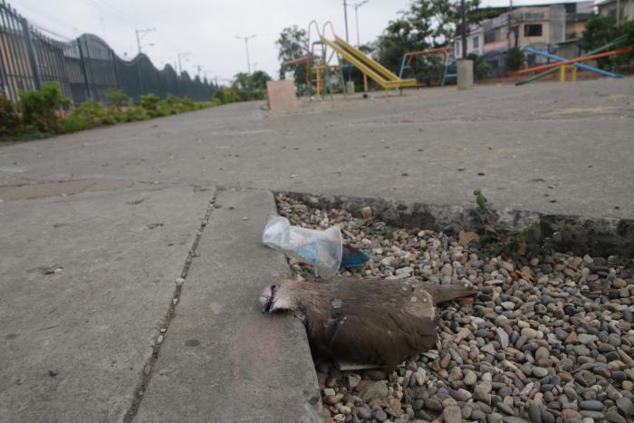 parque ave muerta