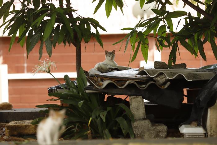 Colonia de gatos