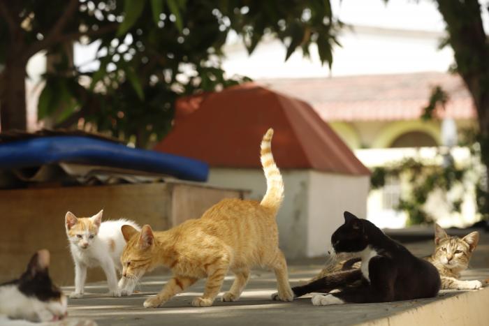 gatos2