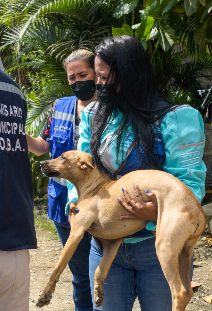 Rescate de Perro Maltratado 3