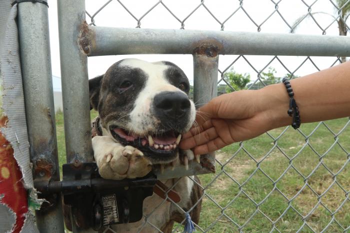 REFUGIO DE PERROS EN A (7607515)