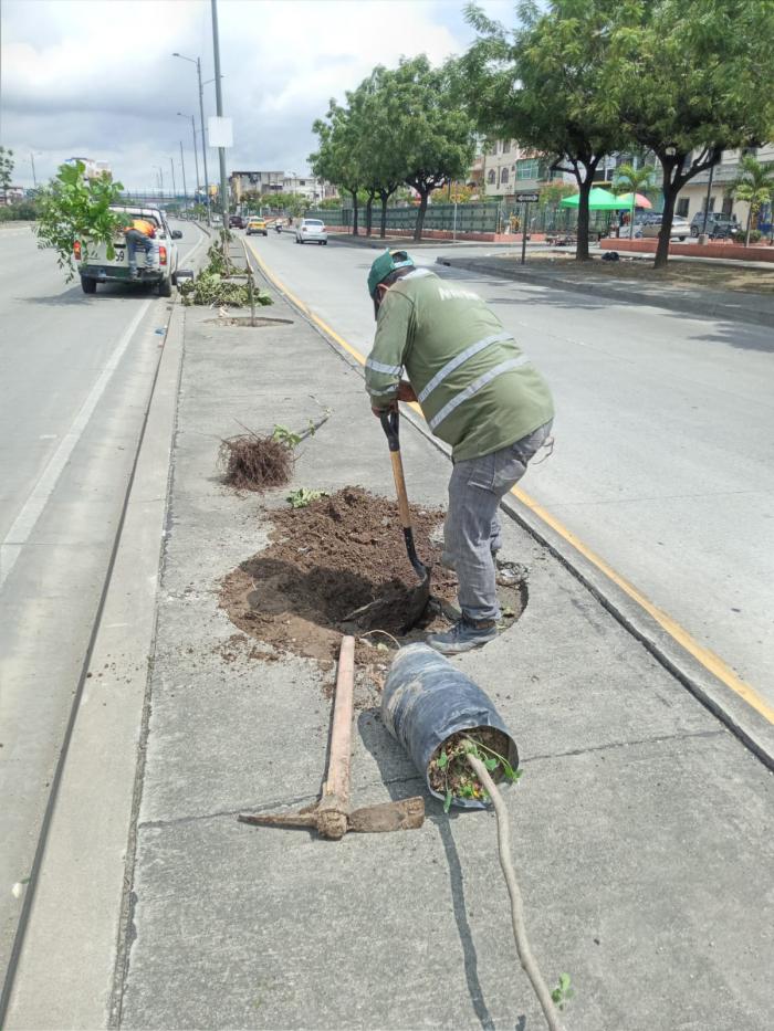 Árboles autopista Narcisa de Jesús
