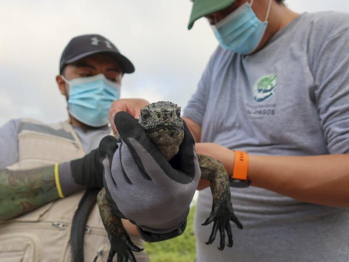 El técnico en manejo de recursos pesqueros y especialista en el monitoreo de ecosistemas marinos en el Parque Nacional Galápagos, Alberto Proaño (d), realiza un registro de las iguanas marinas, el 8 de febrero de 2022, en la isla Santa Cruz (Ecuador).