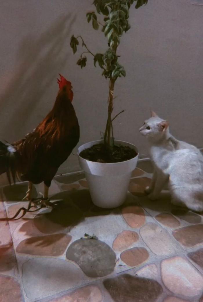 Gallo