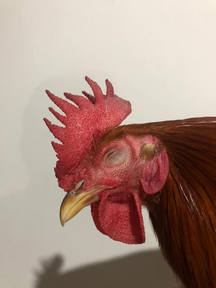 Gallo
